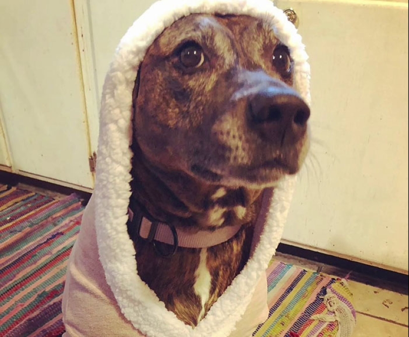 Woman Shares Video Of Her Dog Asking Cat Best Friend For A ‘Bath,’ It Goes Viral Online Woman Shares Video Of Her Dog Asking Cat Best Friend For A ‘Bath,’ It Goes Viral Online