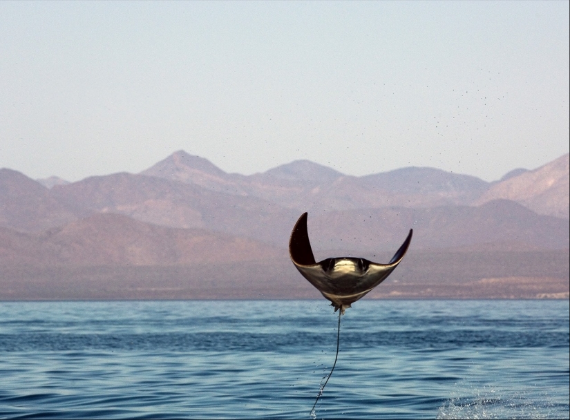 Y quiero volar! ¿Por qué las rayas saltan del agua?
