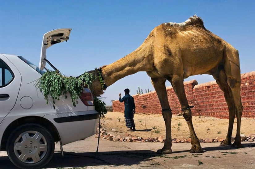 You and I are of the same blood: 35 incredible photos of people and animals from Steve McCurry You and I are of the same blood: 35 incredible photos of people and animals from Steve McCurry