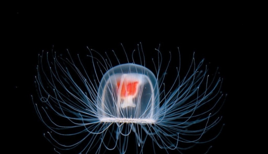 10 Amazing Organisms That Live Incredibly Long 10 Amazing Organisms That Live Incredibly Long