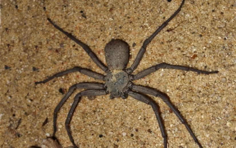 10 arañas, que realmente debe tener miedo 10 arañas, que realmente debe tener miedo