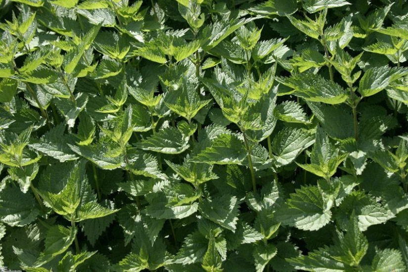 10 best herbal teas for weight loss