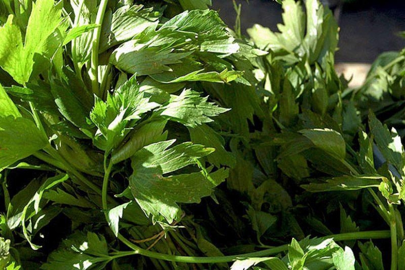 10 best herbal teas for weight loss