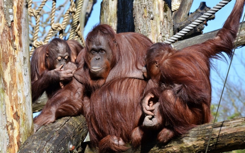 10 casos curiosos de seguros