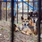 10 common myths about rabies that it is time to stop believing