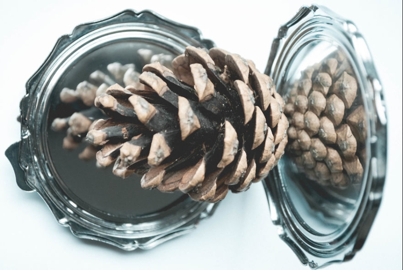 10 consejos sencillos sobre cómo tomar una foto divertida de un bulto común y corriente