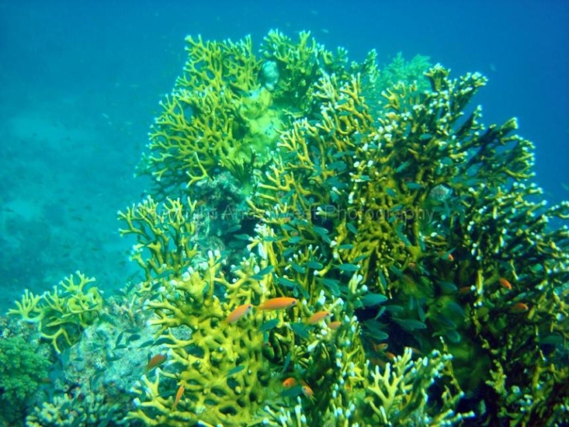 10 datos sobre el Mar Rojo 10 datos sobre el Mar Rojo