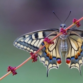 10 excellent examples of symmetry in nature