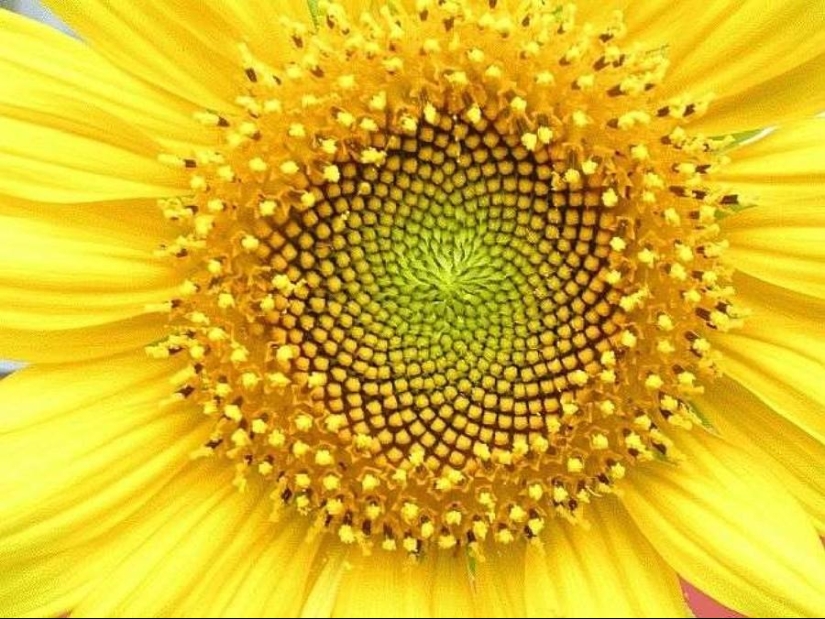 10 excellent examples of symmetry in nature