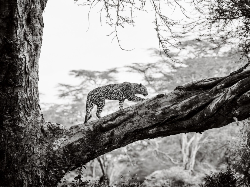 10 fascinantes imágenes de vida silvestre de los Sony World Photography Awards