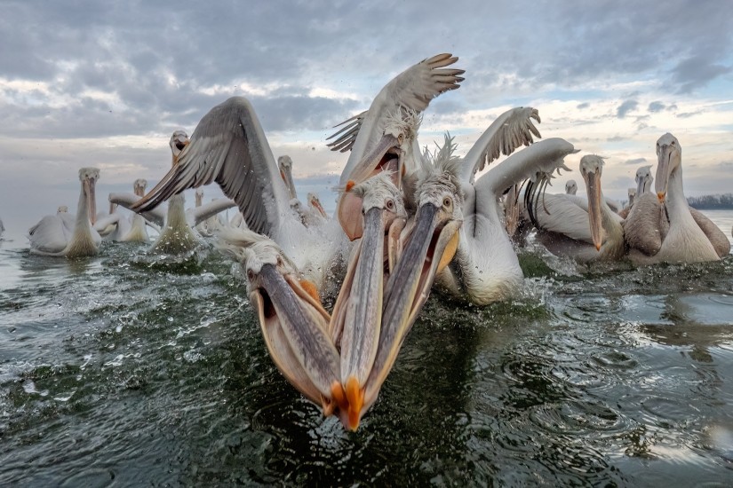 10 fascinantes imágenes de vida silvestre de los Sony World Photography Awards