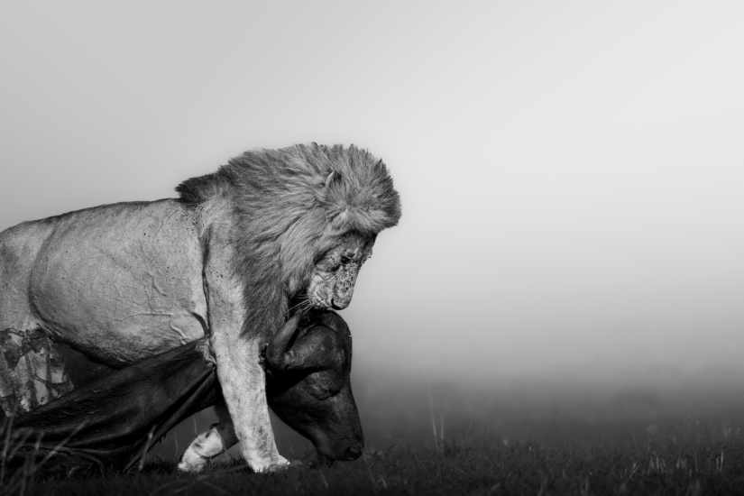 10 fascinantes imágenes de vida silvestre de los Sony World Photography Awards