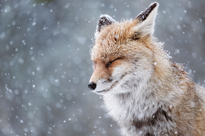10 fascinating wildlife images from the Sony World Photography Awards