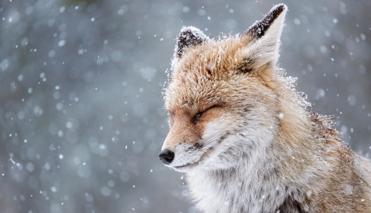 10 fascinating wildlife images from the Sony World Photography Awards