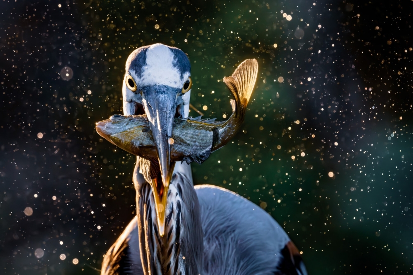 10 fascinating wildlife images from the Sony World Photography Awards