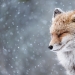 10 fascinating wildlife images from the Sony World Photography Awards