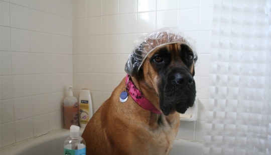 10 life hacks every dog owner should know