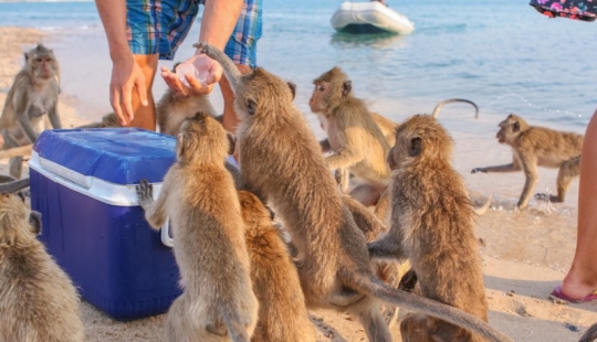 10 lugares donde las palomas habituales son reemplazadas por animales exóticos 10 lugares donde las palomas habituales son reemplazadas por animales exóticos