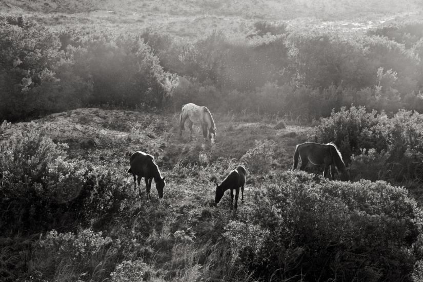 10 magical photographs of the wild horses of Cumberland island