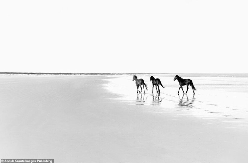 10 magical photographs of the wild horses of Cumberland island
