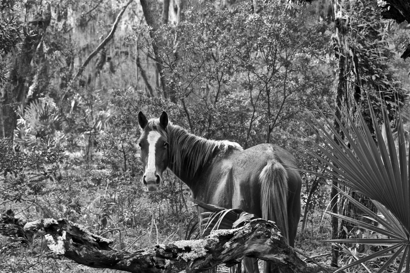 10 magical photographs of the wild horses of Cumberland island