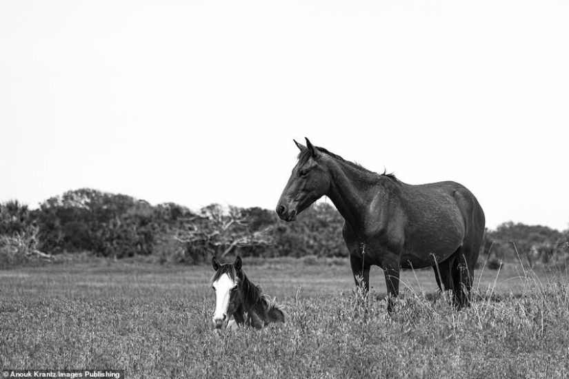 10 magical photographs of the wild horses of Cumberland island