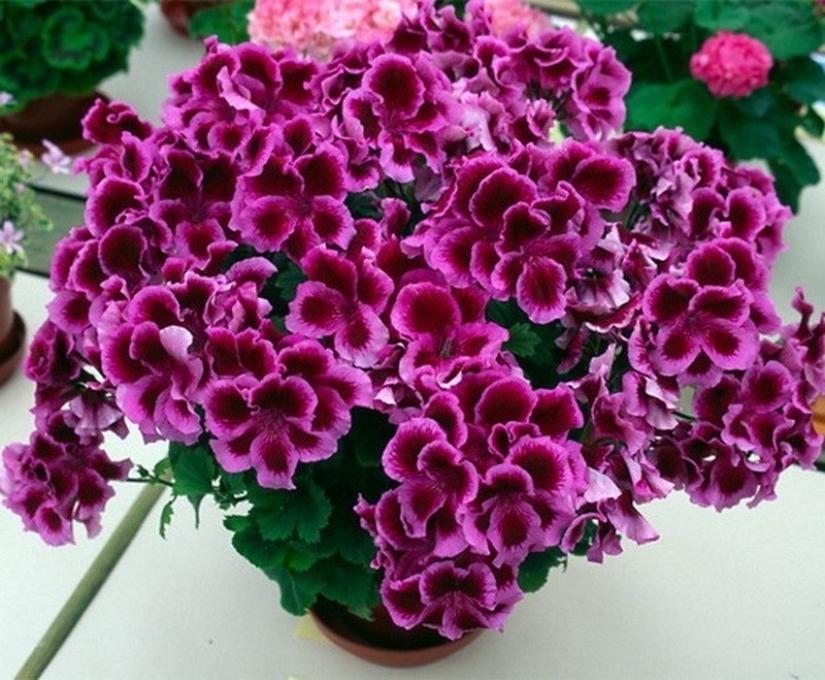 10 maneras de combatir los mosquitos y sus picaduras 10 maneras de combatir los mosquitos y sus picaduras