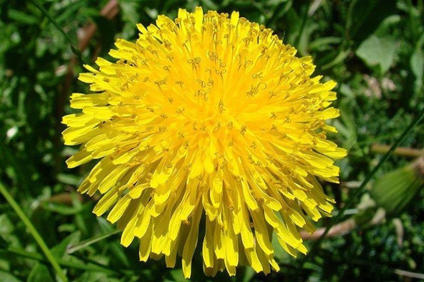 10 mejores tés de hierbas para bajar de peso