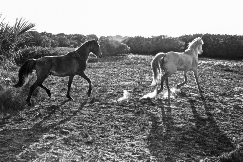 10 mágicas fotografías de los caballos salvajes de la isla de Cumberland 10 mágicas fotografías de los caballos salvajes de la isla de Cumberland