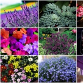 10 most suitable plants for growing in hanging pots