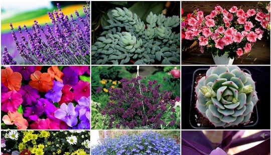 10 most suitable plants for growing in hanging pots 10 most suitable plants for growing in hanging pots