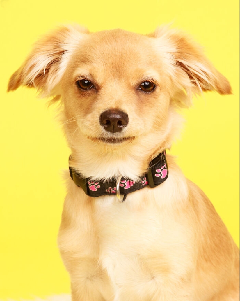 10 ocasiones en las que las mascotas mostraron sus actitudes únicas