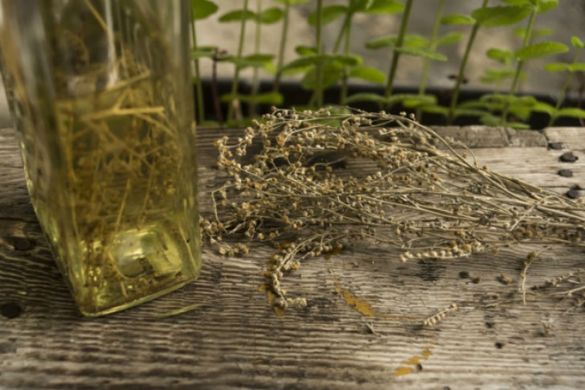 10 olores asesinos de mosquitos 10 olores asesinos de mosquitos