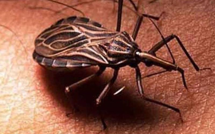 10 parasites to watch out for in summer 10 parasites to watch out for in summer