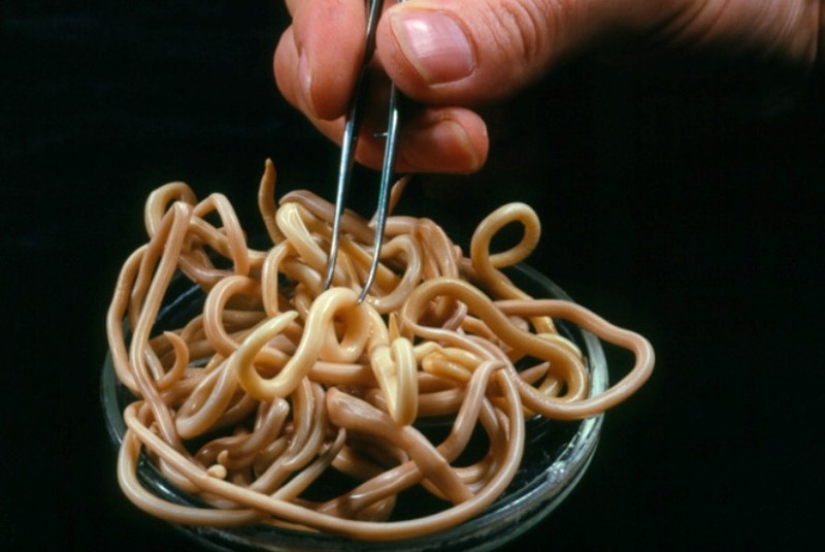 10 parasites to watch out for in summer 10 parasites to watch out for in summer