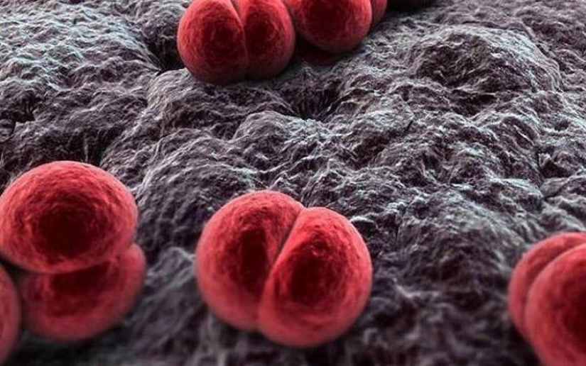 10 parasites to watch out for in summer 10 parasites to watch out for in summer