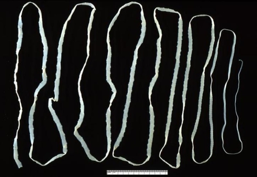 10 parasites to watch out for in summer 10 parasites to watch out for in summer