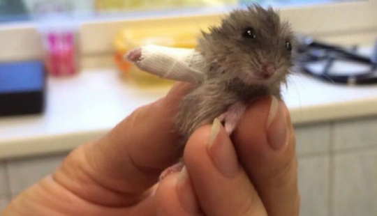 10 pequeños animales en moldes de yeso en miniatura 10 pequeños animales en moldes de yeso en miniatura