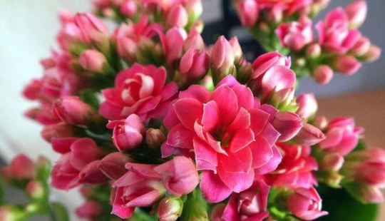 10 plantas de interior sin pretensiones para aquellos que no tienen tiempo