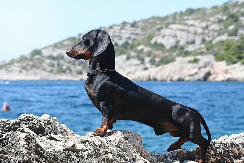 10 razas de perros más agresivas 10 razas de perros más agresivas