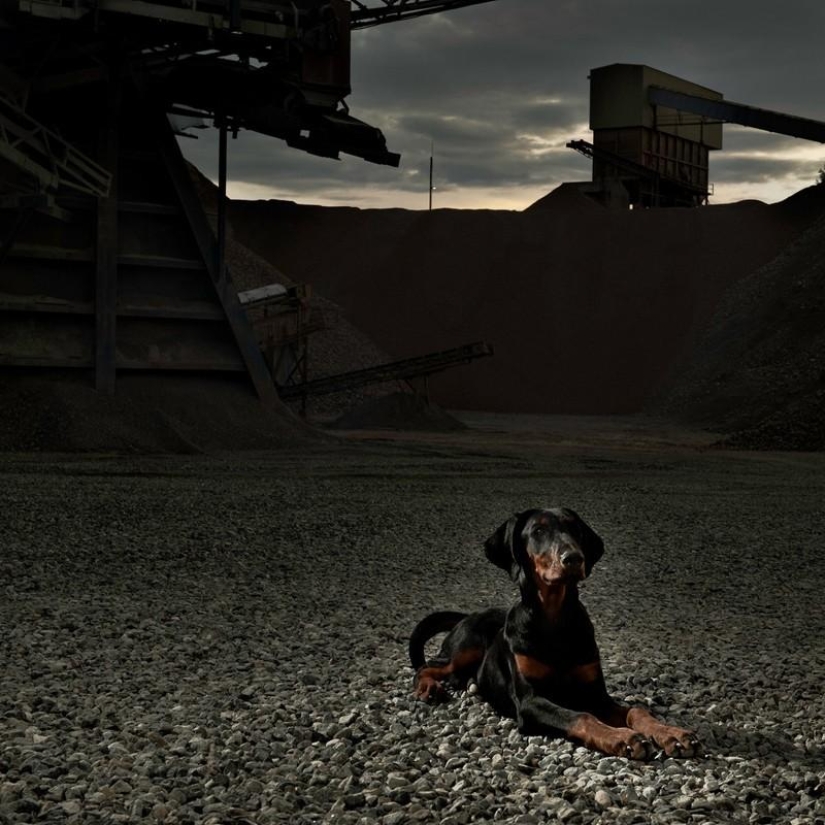 10 razas de perros más agresivas 10 razas de perros más agresivas