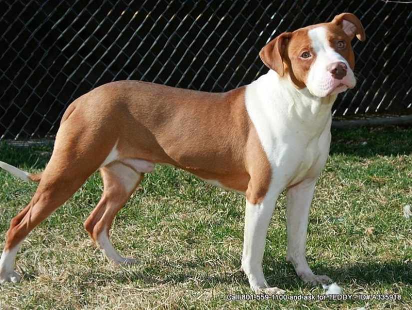 10 razas de perros más agresivas 10 razas de perros más agresivas