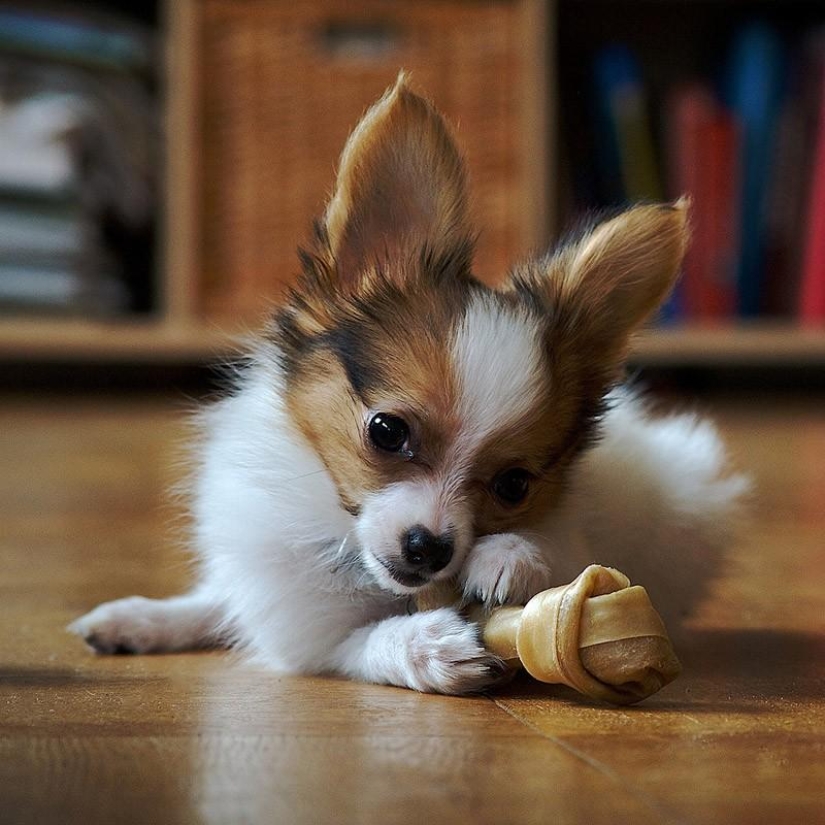 10 razas de perros más agresivas 10 razas de perros más agresivas