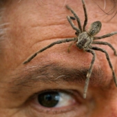 10 spiders, which really should be afraid