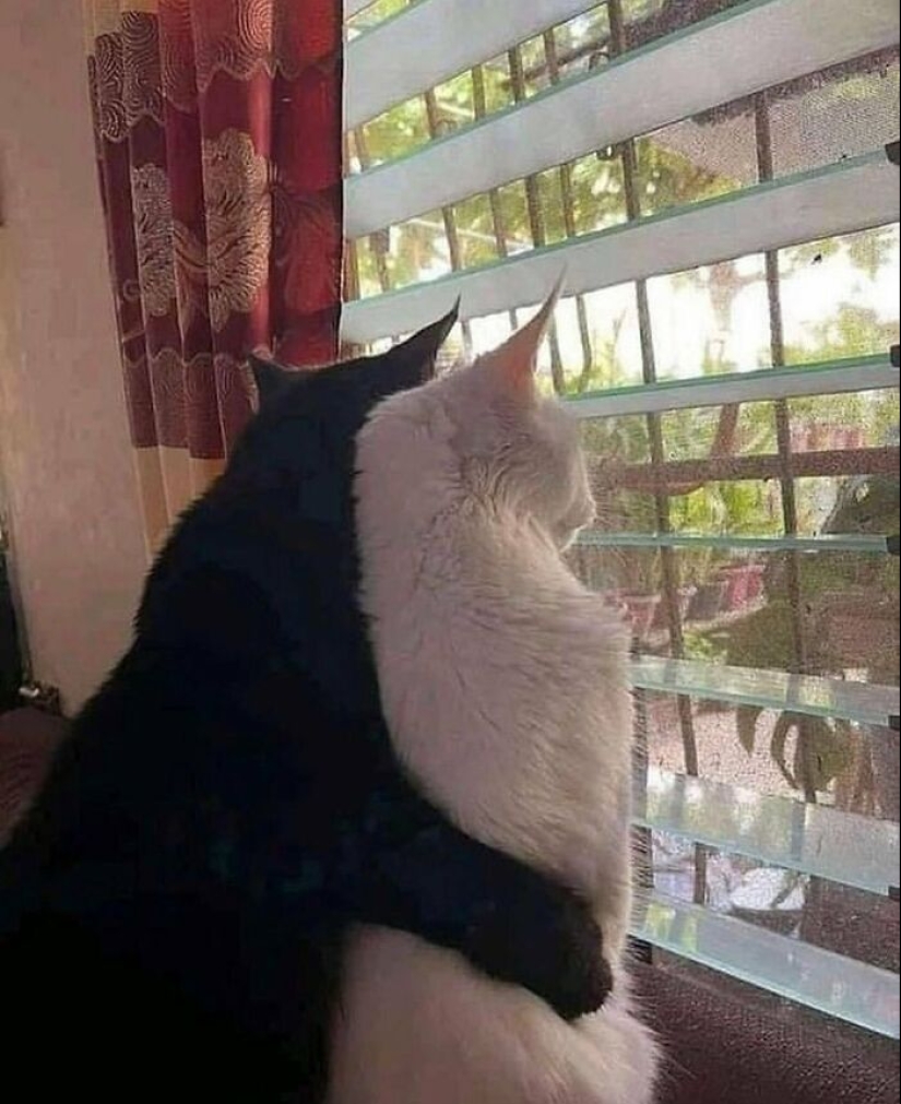 10 Times Animals Acted So Weird They Ended Up On The “Not My Animal” Page