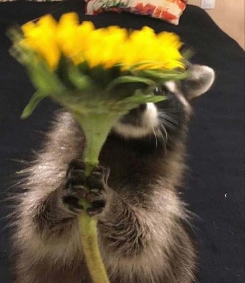 10 Times Animals Acted So Weird They Ended Up On The “Not My Animal” Page