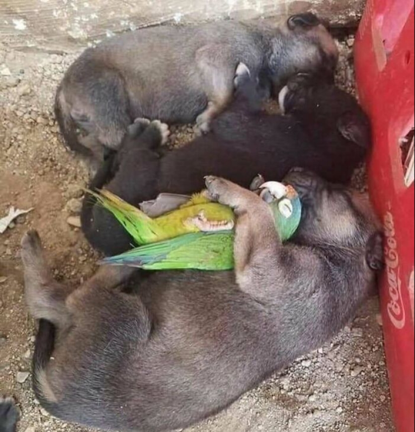 10 Times Animals Acted So Weird They Ended Up On The “Not My Animal” Page