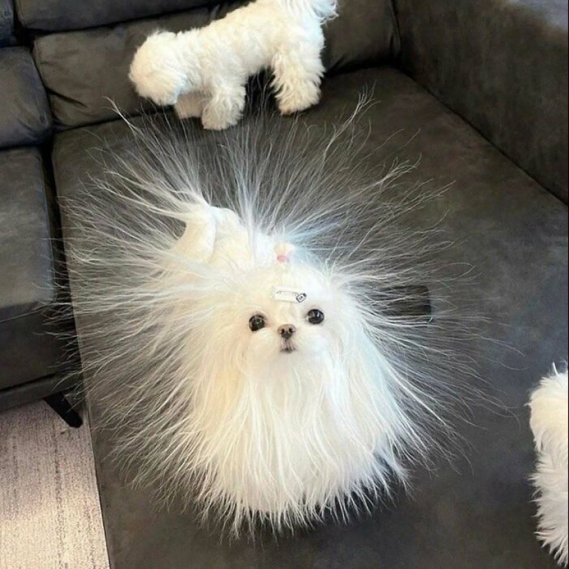 10 Times Animals Acted So Weird They Ended Up On The “Not My Animal” Page