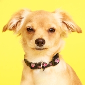 10 Times Pets Showed Off Their Unique Attitudes