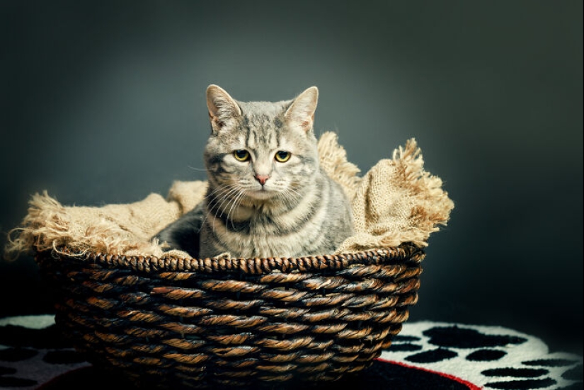 10 Times Pets Showed Off Their Unique Attitudes